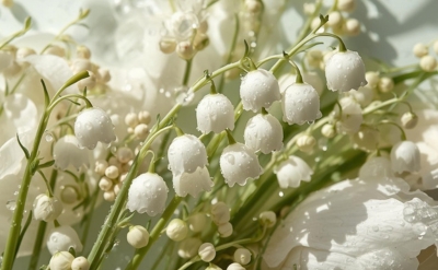 Light Crisp Floral Fleuressence